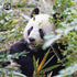 Liens Panda | Bracelet Kismet de luxe | Noir x Argent
